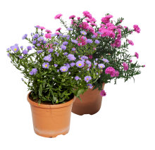 Höstaster Hybrid Ø15 cm